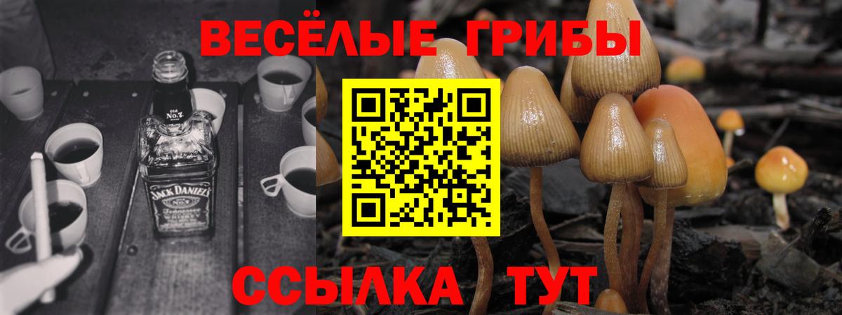 Галлюциногенные грибы Psilocybine cubensis  Вход с VPN  Ахтубинск 